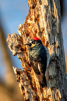 Acorn Woodpecker