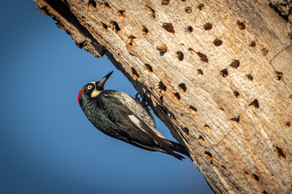 Acorn Woodpecker