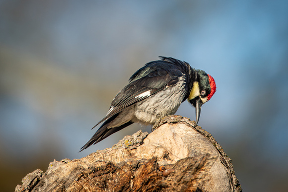 Acorn Woodpecker