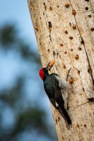 Acorn Woodpecker