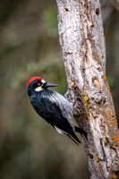 Acorn Woodpecker