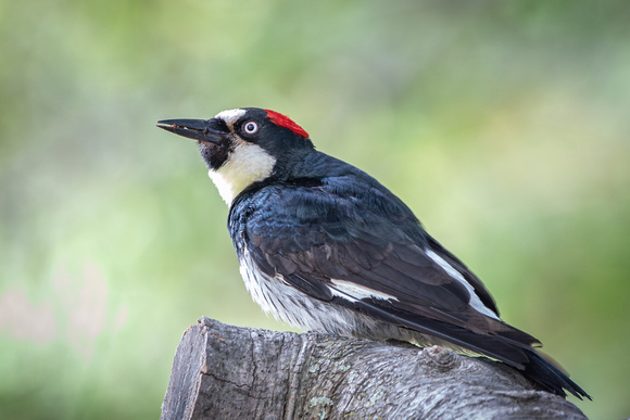 Acorn Woodpecker