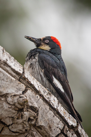 Acorn Woodpecker