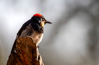 Acorn Woodpecker