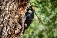 Acorn Woodpecker