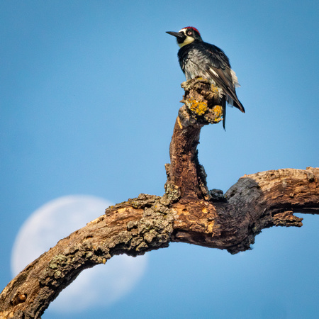 Acorn Woodpecker