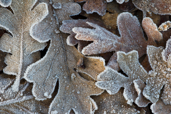 Frost covered leaves