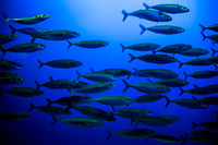 Mackrel, Monterey Bay Aquarium