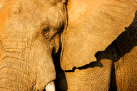 African Elephant