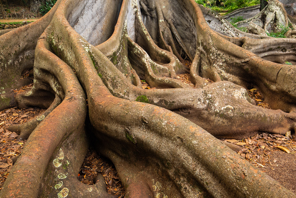 Giant Fig Tree, Allerton Gardens