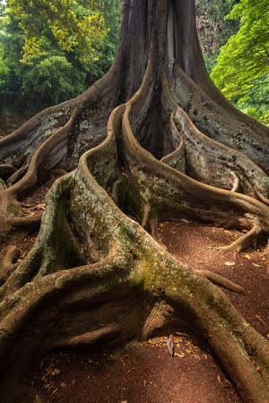 Giant Fig Tree, Allerton Gardens