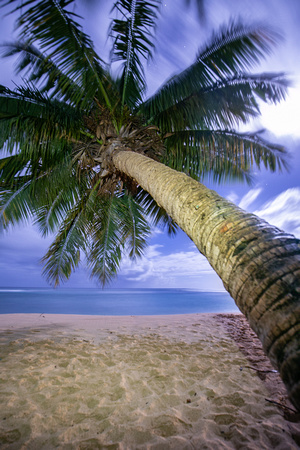 Palm in moonlight, Poipu beach