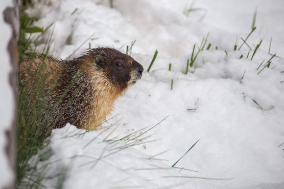 Marmot