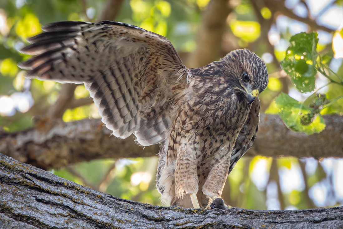 Chapter 5, One of Ana and Aston's fledglings with a mouse