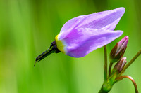 Shooting Star, Lassen Volcanic National Park