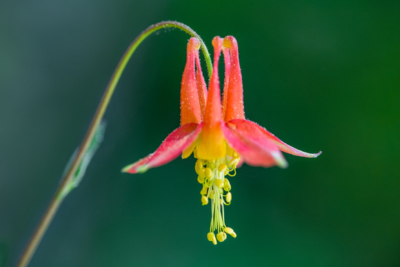 Crimson Columbine, Lassen Volcanic National Park