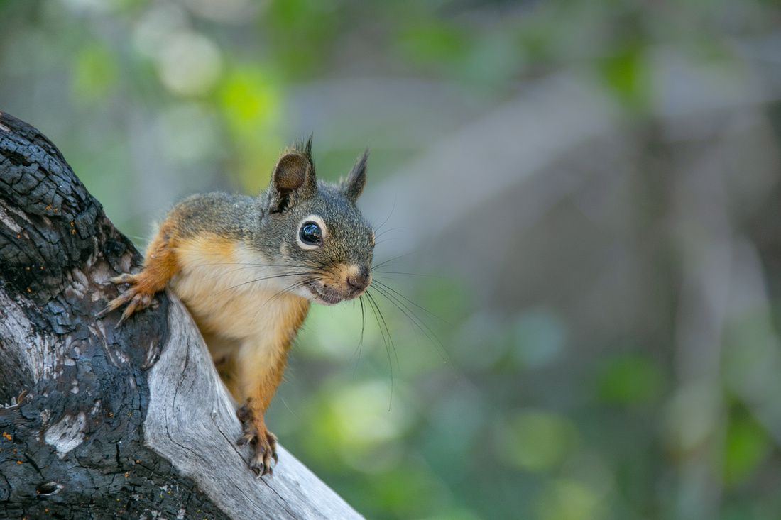 Douglas Squirrel, Lassen Volcanic National Park