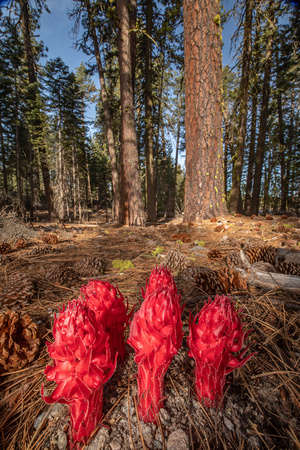 Snow plants in forest, Lassen Volcanic National Park