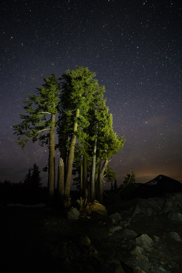 Tree at night, Lassen Volcanic National Park
