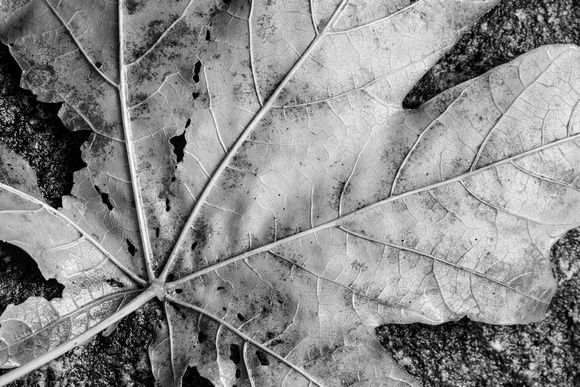 Leaf detail, black & white