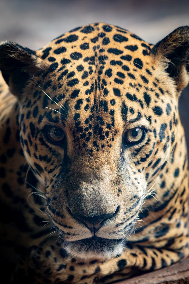 Jaguar, Wildlife sanctuary, Costa Rica