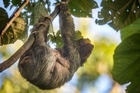 Three-toed sloth with baby, Costa Rica