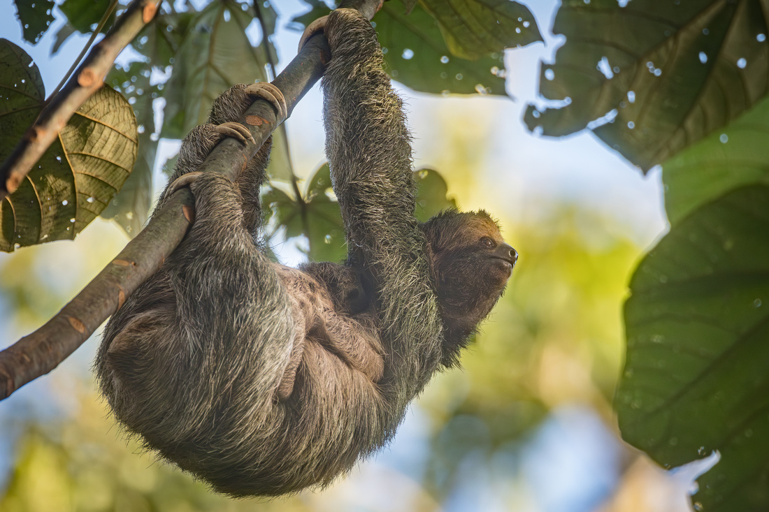 Three-toed sloth with baby, Costa Rica