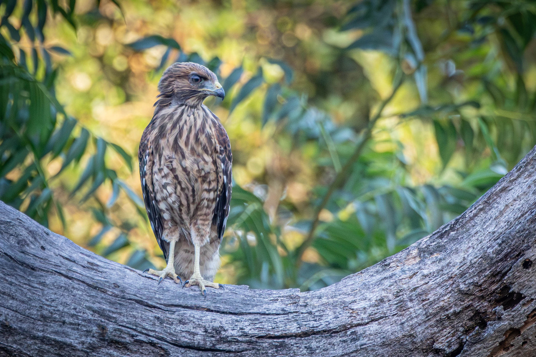 Chapter 5, One of Bea and Bert's fledglings