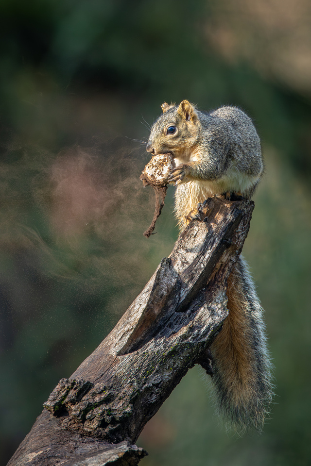 Squirrel with mushroom