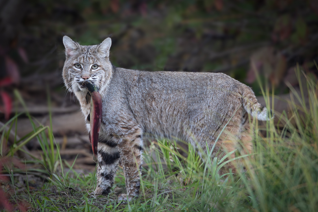 Bobcat with salmon