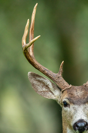 Black tail deer