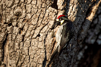 Acorn Woodpecker