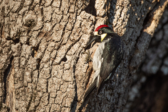 Acorn Woodpecker