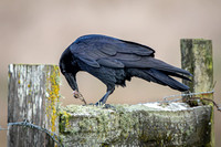 Raven with catch
