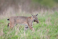 Bobcat with gopher