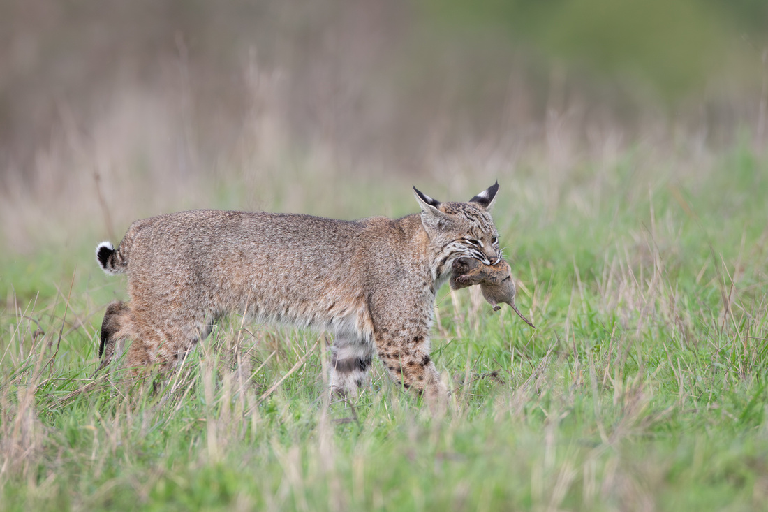 Bobcat with gopher