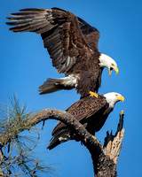 Bald Eagles mating