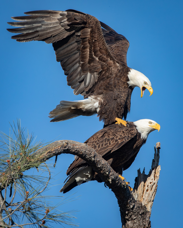 Bald Eagles mating