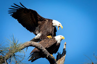 Bald Eagles mating