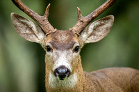 Black tail deer