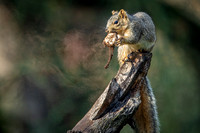 Squirrel with mushroom
