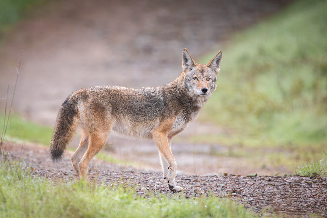 Coyote pauses on trail