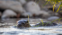 River Otter