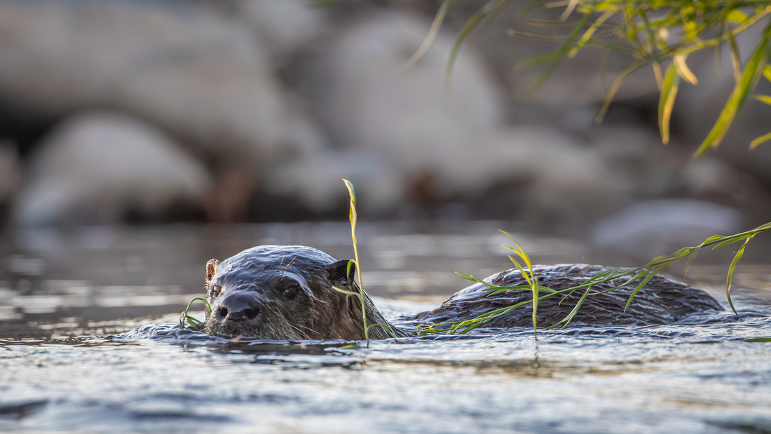 River Otter