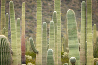 Cacti forest