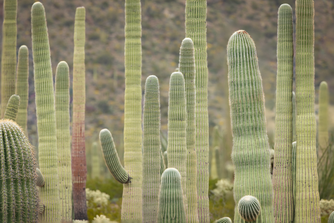 Cacti forest