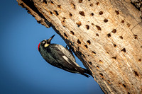 Acorn Woodpecker