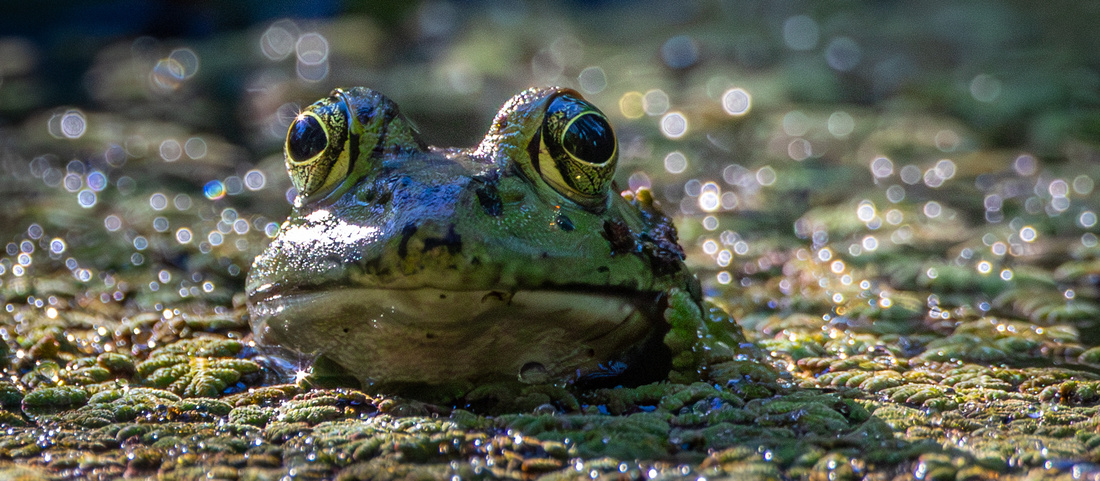 American Bullfrog