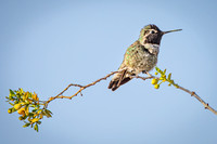 Black chinned hummingbird