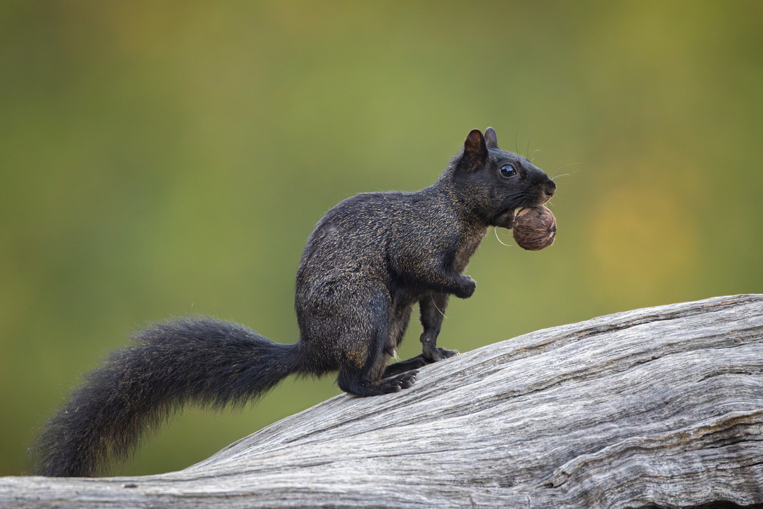 Melanistic Gray Squirrel